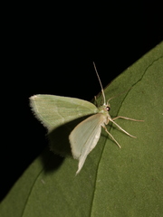 Idiochlora minuscula