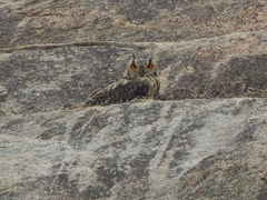 Bubo bengalensis
