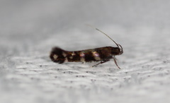 Stagmatophora argyrostrepta