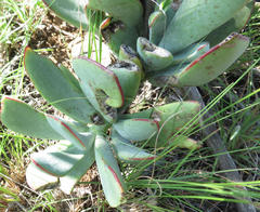 Cotyledon orbiculata oblonga