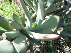 Cotyledon orbiculata oblonga
