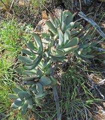 Cotyledon orbiculata oblonga