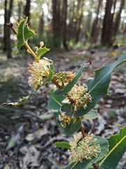 Hakea amplexicaulis