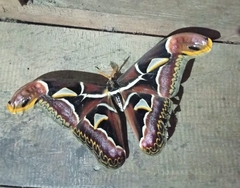 Archaeoattacus edwardsii