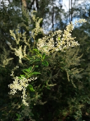 Trymalium odoratissimum