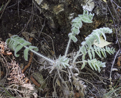 Oxytropis kungurensis
