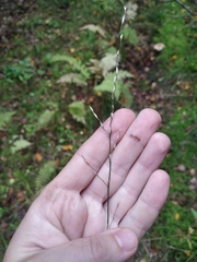 Glyceria notata