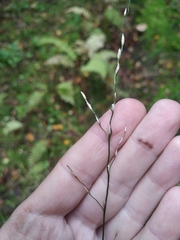 Glyceria notata