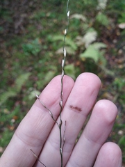 Glyceria notata