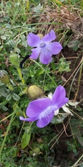 Cyananthus lobatus