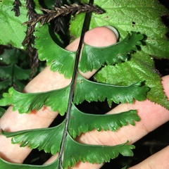 Hymenasplenium cheilosorum