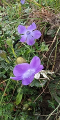 Cyananthus lobatus