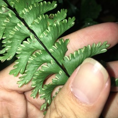 Hymenasplenium cheilosorum