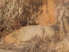 Bubo bengalensis