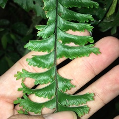 Hymenasplenium cheilosorum