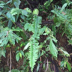 Hymenasplenium cheilosorum
