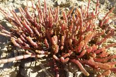 Salicornia natalensis