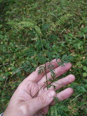 Selinum carvifolia
