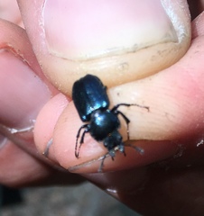 Platycerus caraboides