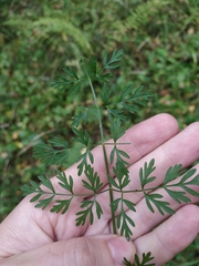 Selinum carvifolia