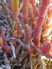 Salicornia natalensis