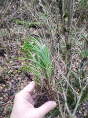 Carex elongata