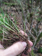 Carex elongata