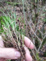 Carex elongata
