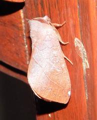 Janthinisca joannoui