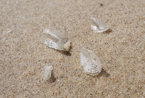 photo of By-the-wind Sailor (Velella velella)