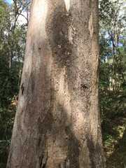 Eucalyptus propinqua