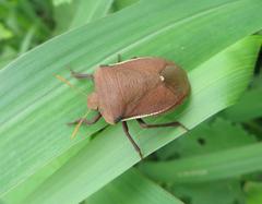 Basicryptus costalis