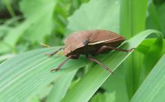 Basicryptus costalis