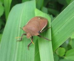 Basicryptus costalis