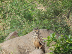 Bubo bengalensis