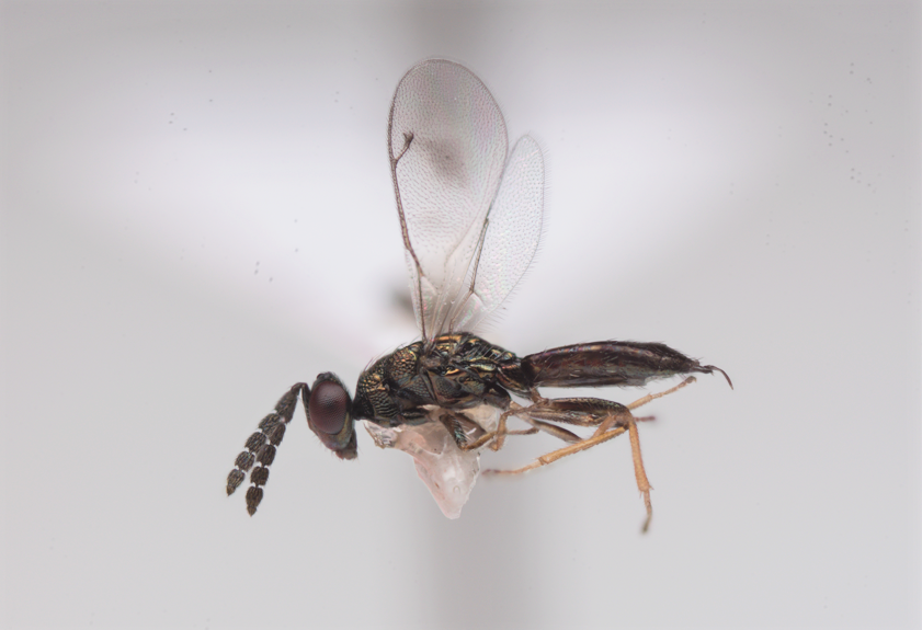 Diaulomorpha