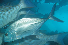 Caranx papuensis