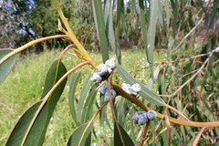 Eucalyptus globulus bicostata