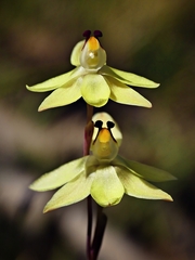Thelymitra antennifera