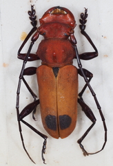 Euryphagus lundii