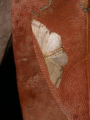 Idaea impexa