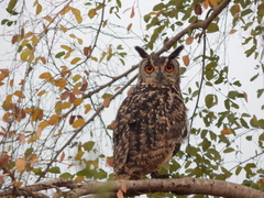 Bubo bengalensis