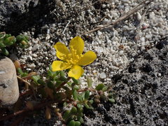 Portulaca psammotropha