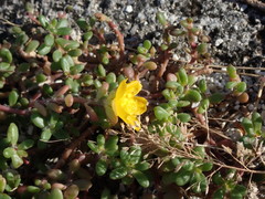 Portulaca psammotropha