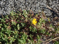 Portulaca psammotropha