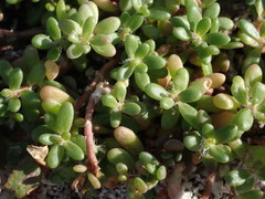 Portulaca psammotropha