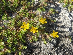 Portulaca psammotropha