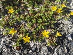 Portulaca psammotropha