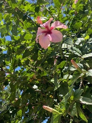 Hibiscus rosa-sinensis