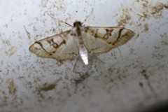 Glyphodes flavizonalis